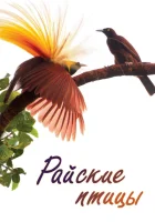  Райские птицы смотреть онлайн тв шоу 1 сезон 